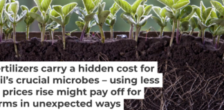 The activity of tiny microbes in and around the roots of crops such as soybeans are valuable for their growth. Oleh Malshakov/iStock/Getty Images Plus